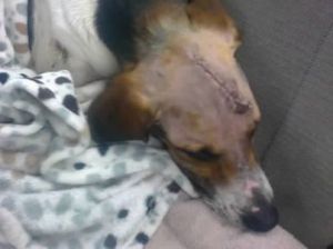 1175269_727858787224913_595762073_n