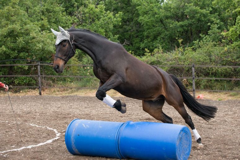 Jumping on the circle.  We did the 15 point option, but Aero did his customary WTF? stop at the first attempt so we lost two points