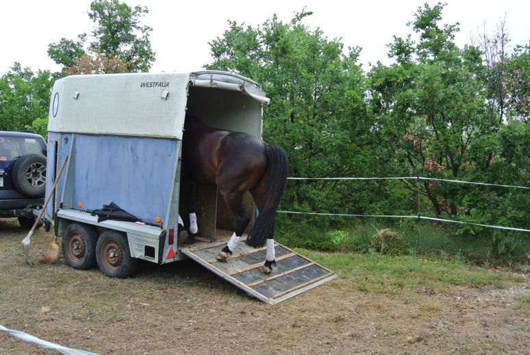 ...before going in very well, despite (or maybe because of) the fact that his bête noir, Grisou the donkey was approaching the fence behind him