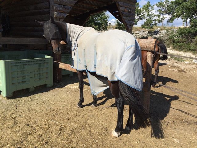 388A2CCAF2393CD20602854D38DF0FCB04423671D0D2EC23E4pimgpsh_fullsize_distr