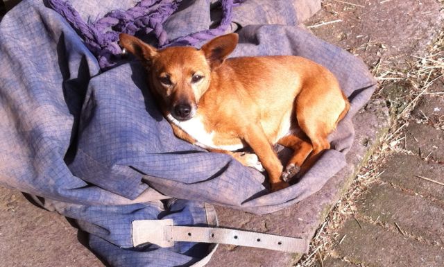Back in Cork - curled up in a warm rug on a cold morning